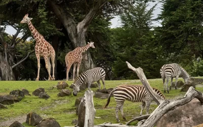 Halls Gap Zoo